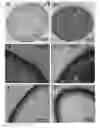Fig. 01 - COMPOSITIONS COMPRISING YEAST CELLS AND POLYPHENOLS AND THEIR USE