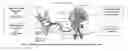 Fig. 02 - Method of progenitor cell isolation from different organs by natural destruction of extracellular matrix