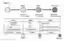 Fig. 02 - Method for inducing hepatocytes
