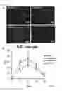 Fig. 03 - Method for inducing hepatocytes