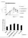 Fig. 04 - Method for inducing hepatocytes