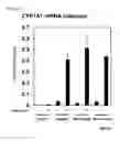 Fig. 07 - Method for inducing hepatocytes