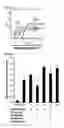 Fig. 12 - Method for inducing hepatocytes