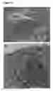 Fig. 06 - CULTURE OF RPE CELLS