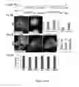 Fig. 05 - Methods of maintaining, expanding, and differentiating neuronal subtype specific progenitors