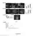 Fig. 06 - Methods of maintaining, expanding, and differentiating neuronal subtype specific progenitors