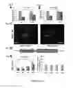 Fig. 08 - Methods of maintaining, expanding, and differentiating neuronal subtype specific progenitors