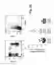 Fig. 06 - Compositions and methods for diminishing an immune response