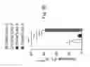 Fig. 19 - Compositions and methods for diminishing an immune response