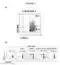 Fig. 02 - T-REG cell expansion