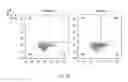 Fig. 22 - Synthetic membrane-receiver complexes