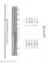 Fig. 41 - Isolation and cultivation of stem/progenitor cells from the amniotic membrane of umbilical cord and uses of cells differentiated therefrom