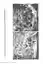 Fig. 79 - Isolation and cultivation of stem/progenitor cells from the amniotic membrane of umbilical cord and uses of cells differentiated therefrom