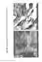 Fig. 80 - Isolation and cultivation of stem/progenitor cells from the amniotic membrane of umbilical cord and uses of cells differentiated therefrom