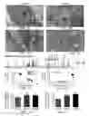 Fig. 02 - METHODS AND MATERIALS FOR OBTAINING INDUCED PLURIPOTENT STEM CELLS