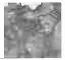 Fig. 01 - Crystal structure of Autolysin E, method of producing the crystal and its use in screening methods