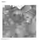 Fig. 07 - Crystal structure of Autolysin E, method of producing the crystal and its use in screening methods