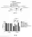 Fig. 08 - CRISPR/CAS GLOBAL REGULATOR SCREENING PLATFORM