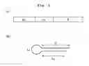 Fig. 02 - Single-stranded nucleic acid molecule having delivery function and gene expression regulating ability