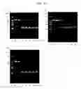 Fig. 16 - Single-stranded nucleic acid molecule having delivery function and gene expression regulating ability