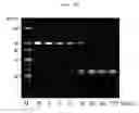 Fig. 17 - Single-stranded nucleic acid molecule having delivery function and gene expression regulating ability