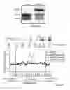 Fig. 08 - Androgen receptor variant inhibitors and methods of using