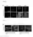 Fig. 06 - Nucleic acid molecule encoding glei protein variant with increased phytic acid sensitivity and use thereof