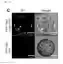 Fig. 08 - Nucleic acid molecule encoding glei protein variant with increased phytic acid sensitivity and use thereof
