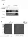 Fig. 09 - Nucleic acid molecule encoding glei protein variant with increased phytic acid sensitivity and use thereof