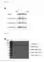 Fig. 10 - Nucleic acid molecule encoding glei protein variant with increased phytic acid sensitivity and use thereof