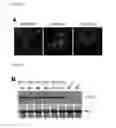 Fig. 17 - Nucleic acid molecule encoding glei protein variant with increased phytic acid sensitivity and use thereof