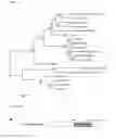 Fig. 25 - Nucleic acid molecule encoding glei protein variant with increased phytic acid sensitivity and use thereof