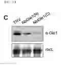 Fig. 28 - Nucleic acid molecule encoding glei protein variant with increased phytic acid sensitivity and use thereof