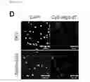 Fig. 29 - Nucleic acid molecule encoding glei protein variant with increased phytic acid sensitivity and use thereof