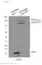 Fig. 30 - Nucleic acid molecule encoding glei protein variant with increased phytic acid sensitivity and use thereof
