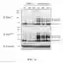 Fig. 09 - Transgenic mouse model for dementia
