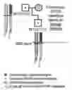 Fig. 01 - FETAL HAPLOTYPE IDENTIFICATION