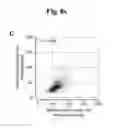 Fig. 37 - Method for analyzing 3′ end sequence of messenger RNA