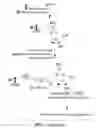 Fig. 07 - DETECTING 5-HYDROXYMETHYLATED CYTOSINE