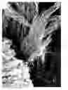 Fig. 08 - Diamond nanostructures with large surface area and method of producing the same