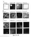 Fig. 05 - Molded pomace pulp products and methods