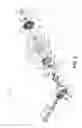 Fig. 04 - Narrow packaging locking differential