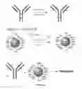 Fig. 02 - Haptens, hapten conjugates, compositions thereof and method for their preparation and use
