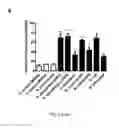 Fig. 09 - Fluorescent polybranched probes for detecting bacteria and/or fungi in vitro and in vivo