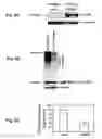 Fig. 09 - Compositions and methods for detecting proteinopathies