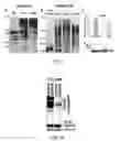 Fig. 49 - Compositions and methods for detecting proteinopathies