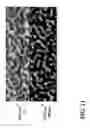 Fig. 12 - Method and apparatus for resolution and sensitivity enhanced atomic force microscope based infrared spectroscopy