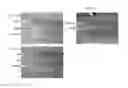 Fig. 03 - Polarizing plate and method for producing same