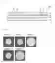 Fig. 02 - POLARIZER PRODUCTION METHOD