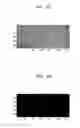 Fig. 05 - Method of recognizing fingerprint and electronic device including the same